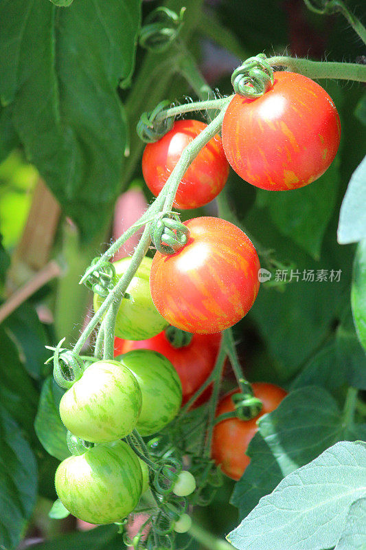 绿色/红色的番茄挂在藤上，番茄植株